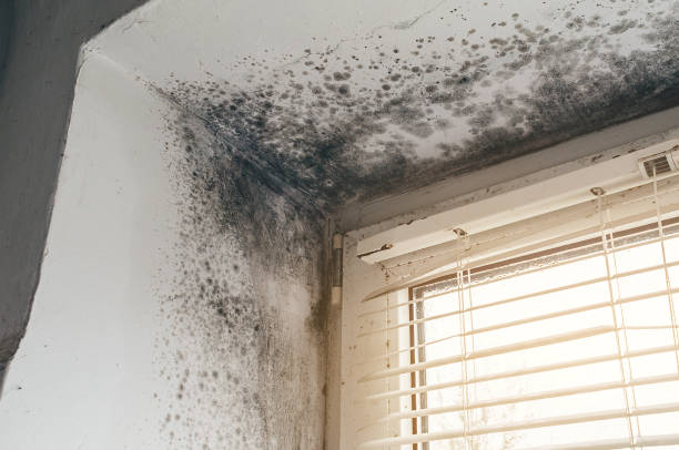 Affordable Mold Cleanup solutions in Norwood, PA